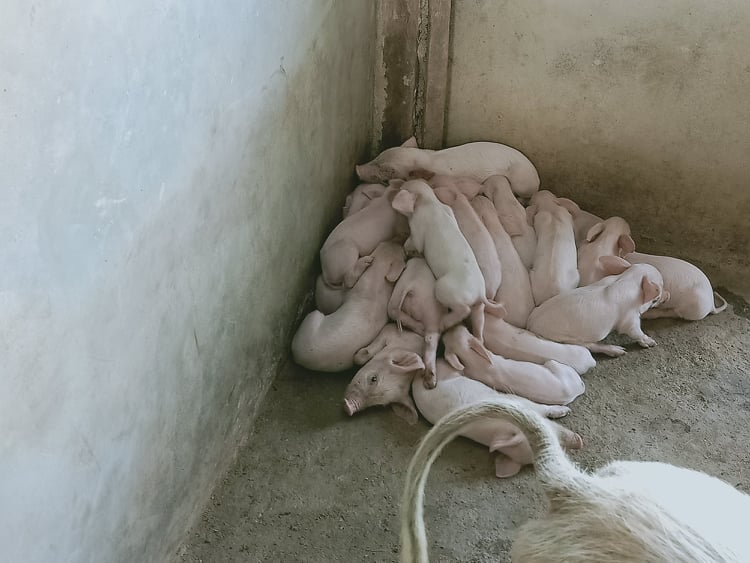 Piglets piled up in a corner